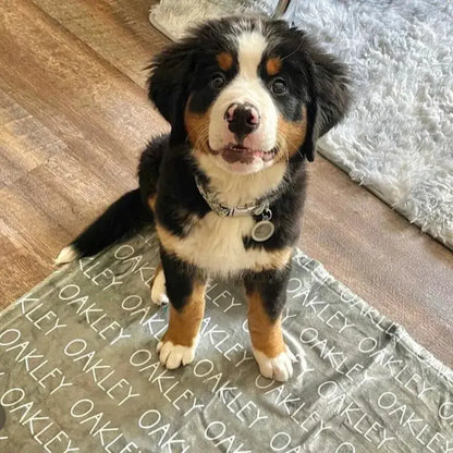 Border Collie noir et blanc sur plaid personnalise Oakley