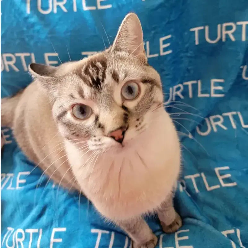 Chat gris blanc en gros plan sur plaid personnalise bleu Turtle