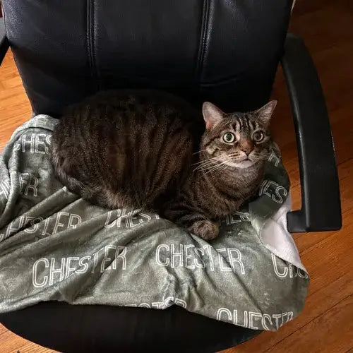 Chat tigre sur plaid personnalise Chester gris